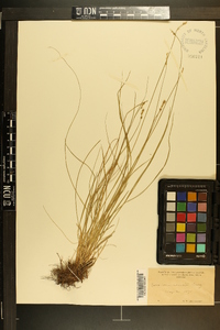 Carex rosea var. radiata image