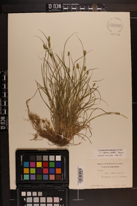 Carex leavenworthii image