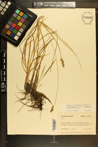 Carex atlantica var. incomperta image