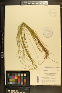 Carex atlantica subsp. atlantica image