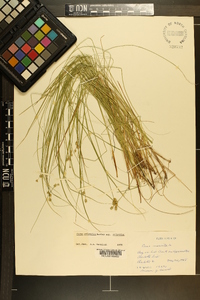 Carex atlantica subsp. atlantica image