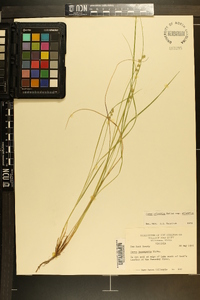 Carex atlantica subsp. atlantica image