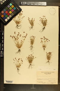 Bulbostylis barbata image