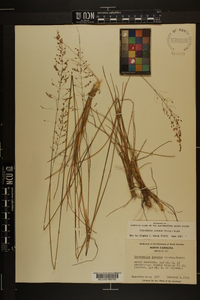 Sporobolus junceus image