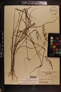 Sorghastrum elliottii image