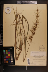 Sorghastrum elliottii image