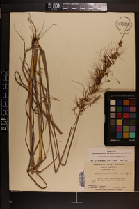 Sorghastrum elliottii image