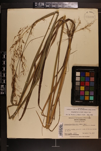 Sorghastrum elliottii image