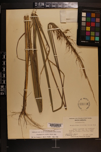 Sorghastrum elliottii image