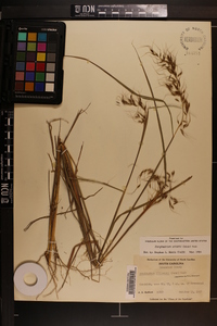 Sorghastrum elliottii image