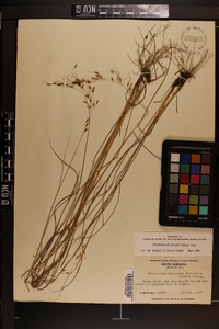 Sorghastrum elliottii image