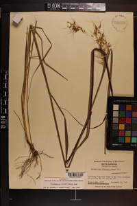 Sorghastrum elliottii image