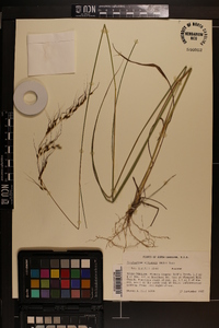 Sorghastrum elliottii image