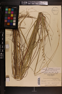 Sorghastrum elliottii image