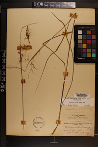 Sorghastrum elliottii image