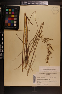 Sorghastrum elliottii image