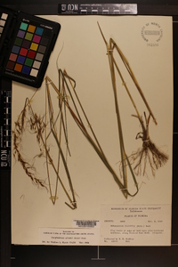 Sorghastrum elliottii image