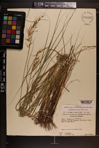 Sorghastrum elliottii image