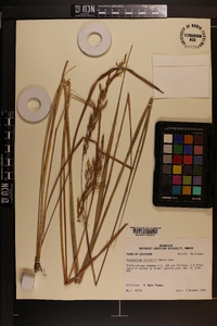 Sorghastrum elliottii image