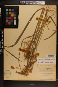 Sorghastrum elliottii image