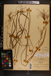 Sorghastrum elliottii image