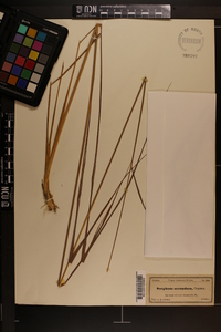 Sorghastrum secundum image