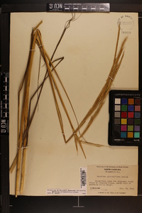 Spartina alterniflora image