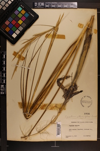 Spartina alterniflora image