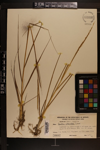 Spartina alterniflora image