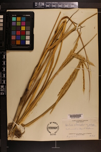 Spartina alterniflora image