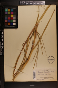 Spartina alterniflora image