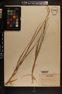 Spartina alterniflora image