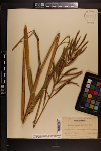 Spartina cynosuroides image