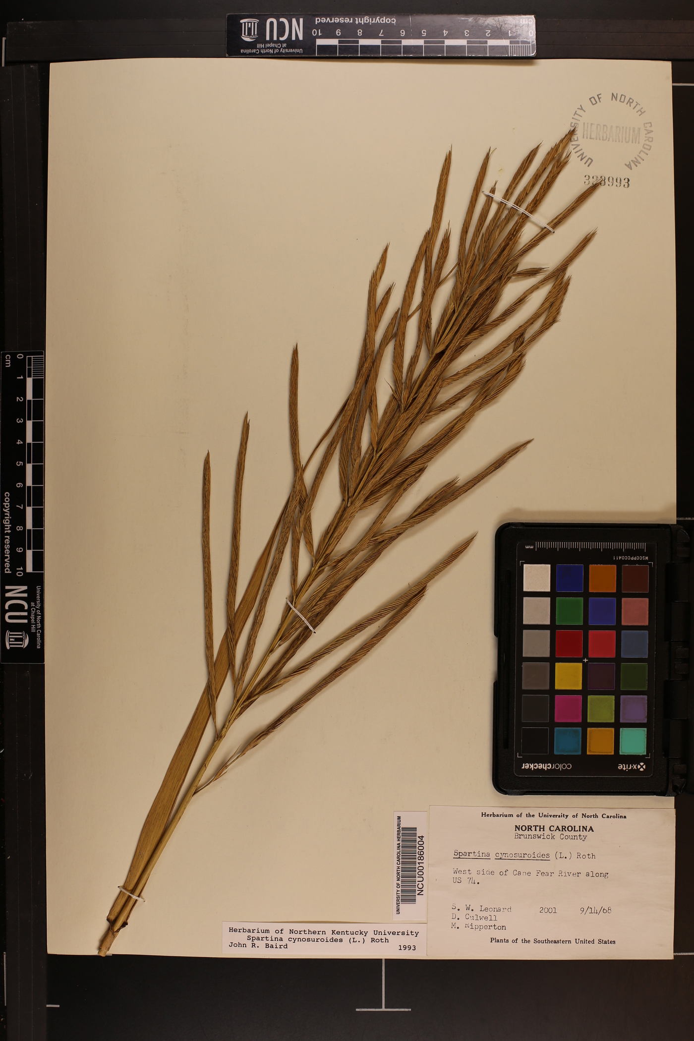 Spartina cynosuroides image