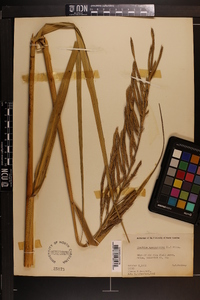 Spartina cynosuroides image