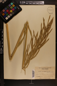 Spartina cynosuroides image