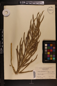 Spartina cynosuroides image