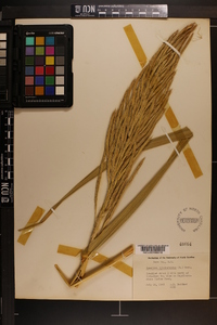 Spartina cynosuroides image