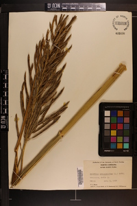 Spartina cynosuroides image