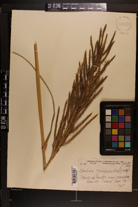 Spartina cynosuroides image