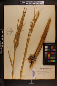 Spartina cynosuroides image