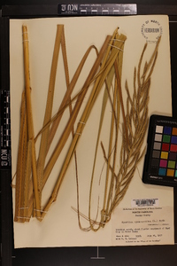 Spartina cynosuroides image