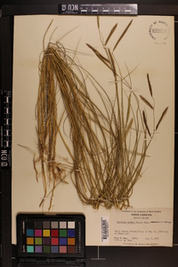 Spartina patens image