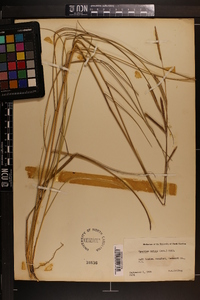 Spartina patens image