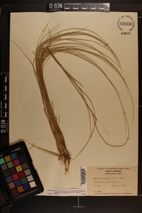 Spartina patens image