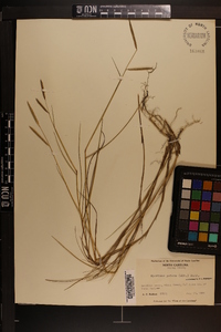 Spartina patens image