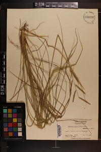 Spartina patens image