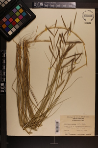 Spartina patens image