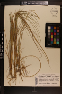 Spartina patens image