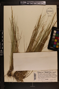 Spartina patens image